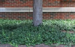 Purple Wintercreeper (Euonymus Fortunei 'Coloratus') - 6 Pack Of Pint Pots -Garden Plants euonymus fortunei coloratus purple wintercreeper 4