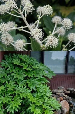 Fatsia Japonica - Japanese Aralia - Glossy Paper Plant - 3 Gallon Pot -Garden Plants fatsia Japanese Aralia 2 500x750 4