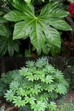 Fatsia Japonica (Japanese Aralia / Glossy Paper Plant) - 7 Gallon Pot -Garden Plants fatsia Japanese Aralia 500x750 3