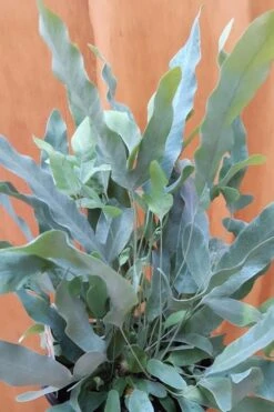 Blue Star Fern - 1 Gallon Pot -Garden Plants fern blue star 500x750 1