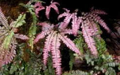 Rosy Pink Maidenhair Fern (Adiantum Hispidulum) - 1 Gallon Pot 7 Rosy Pink Maidenhair Fern (Adiantum Hispidulum) - 1 Gallon Pot -Garden Plants fern rosy maidenhair fern 3