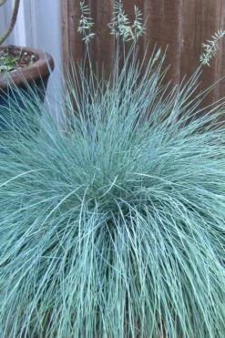 Beyond Blue Festuca (Fescue) - 6 Pack Of 1 Gallon Pots -Garden Plants festuca beyond blue fescue 100 1
