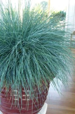 Beyond Blue Festuca (Fescue) - 6 Pack Of 1 Gallon Pots -Garden Plants festuca beyond blue fescue 101 1