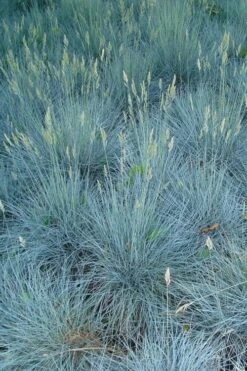 Beyond Blue Festuca (Fescue) - 6 Pack Of 1 Gallon Pots -Garden Plants festuca beyond blue fescue 102 1