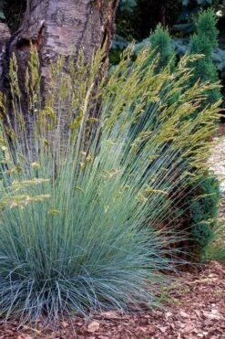 Blue Fescue Grass (Festuca Glauca) - 1 Gallon Pot -Garden Plants festuca glauca blue fescue grass 13 1