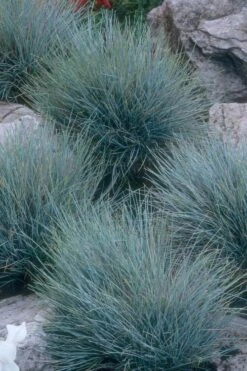 Blue Fescue Grass (Festuca Glauca) - 5 Pack Of Quart Pots -Garden Plants festuca glauca blue fescue grass 14