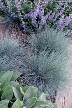 Blue Fescue Grass (Festuca Glauca) - 1 Gallon Pot -Garden Plants festuca glauca blue fescue grass 7 1