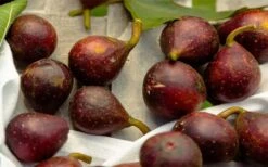 Little Ruby Dwarf Fig Tree - 3 Gallon Pot 11 Little Ruby Dwarf Fig Tree - 3 Gallon Pot -Garden Plants ficus carica little ruby fig tree 2