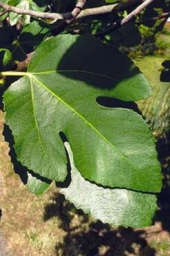 Little Ruby Dwarf Fig Tree - 3 Gallon Pot 13 Little Ruby Dwarf Fig Tree - 3 Gallon Pot -Garden Plants ficus carica little ruby fig tree 3