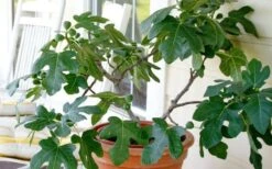 Little Ruby Dwarf Fig Tree - 3 Gallon Pot 12 Little Ruby Dwarf Fig Tree - 3 Gallon Pot -Garden Plants ficus carica little ruby fig tree 4