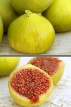 LSU Gold Fig Tree - 3 Gallon Pot