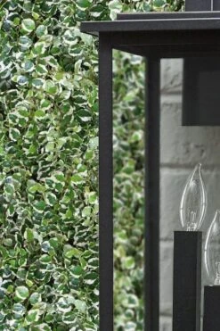 Variegated Creeping Fig - Ficus Pumila 'Variegata' - 6 Pack Of Pint Pots -Garden Plants ficus pumila variegata creeping fig 101 1