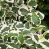 Variegated Creeping Fig (Ficus Pumila 'Variegata') - 10 Pack Of 4" Pint Pots