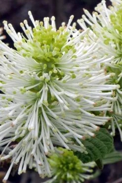 Dwarf Fothergilla - 1 Gallon Pot -Garden Plants fothergilla gardenii dwarf witch alder 1