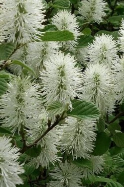 Dwarf Fothergilla - 1 Gallon Pot -Garden Plants fothergilla gardenii dwarf witch alder 3
