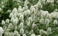 Dwarf Fothergilla - 1 Gallon Pot -Garden Plants fothergilla gardenii dwarf witch alder 4