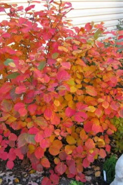 Dwarf Fothergilla - 1 Gallon Pot -Garden Plants fothergilla gardenii dwarf witch alder 5