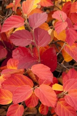 Dwarf Fothergilla - 1 Gallon Pot -Garden Plants fothergilla gardenii dwarf witch alder 6