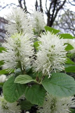 Dwarf Fothergilla - 1 Gallon Pot -Garden Plants fothergilla gardenii dwarf witch alder 7