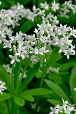 Sweet Woodruff (Galium Odoratum) - 6 Pack Of Pint Pots 12 Sweet Woodruff (Galium Odoratum) - 6 Pack Of Pint Pots -Garden Plants galium odoratum sweet woodruff 3 1