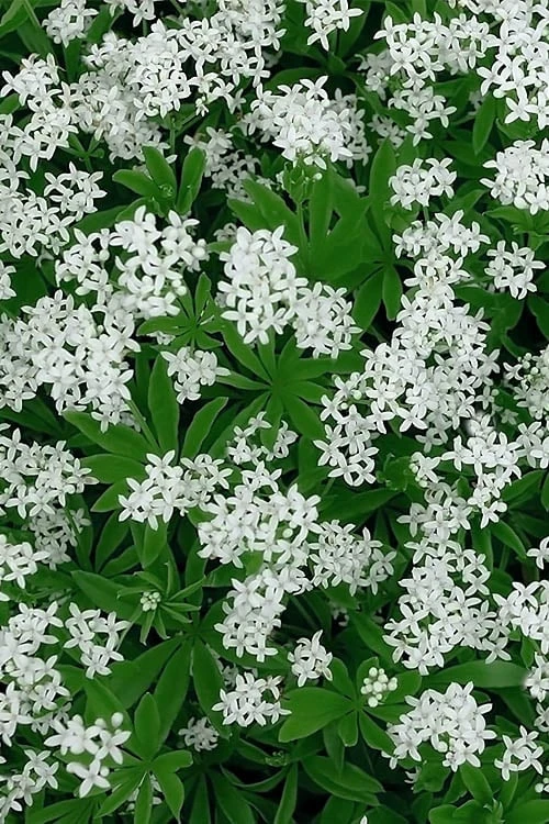 Sweet Woodruff (Galium Odoratum) - 6 Pack Of Pint Pots 4 Sweet Woodruff (Galium Odoratum) - 6 Pack Of Pint Pots - Image 4