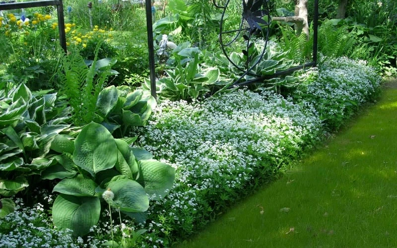 Sweet Woodruff (Galium Odoratum) - 6 Pack Of Pint Pots 5 Sweet Woodruff (Galium Odoratum) - 6 Pack Of Pint Pots - Image 5