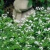 Sweet Woodruff (Galium Odoratum) - 5 Pack Of Quart Pots