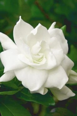 August Beauty Gardenia (Single Trunk Topiary Tree) - 5 Gallon Pot -Garden Plants gardenia august beauty 5 500x750 2