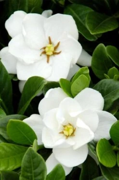 Buttons Gardenia - 3 Gallon Pot -Garden Plants gardenia buttons 1