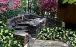 Celestial Star Gardenia - 1 Gallon Pot -Garden Plants gardenia celestial star 5