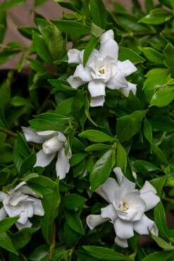 Fool Proof Gardenia - 2 Gallon Pot 7 Fool Proof Gardenia - 2 Gallon Pot -Garden Plants gardenia fool proof 4
