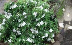 Frost Proof Gardenia - 1 Gallon Pot 9 Frost Proof Gardenia - 1 Gallon Pot -Garden Plants gardenia frost proof 50 2