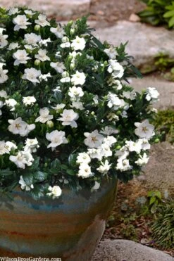 Buttons Gardenia - 3 Gallon Pot -Garden Plants gardenia jasminoides buttons 10