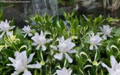 Crescent Moon Dwarf Gardenia - 1 Gallon Pot -Garden Plants gardenia jasminoides crescent moon dwarf creeping 2