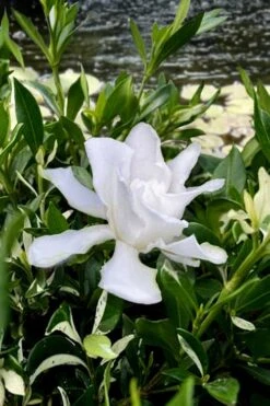 Crescent Moon Dwarf Gardenia - 6 Pack Of 1 Gallon Pots -Garden Plants gardenia jasminoides crescent moon dwarf creeping 6 1