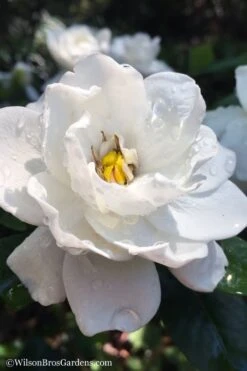 Crown Jewel Gardenia - 6-Pack Of 1 Gallon Pots -Garden Plants gardenia jasminoides crown jewel 11