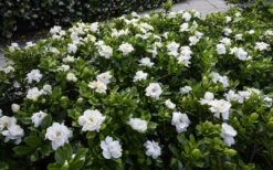 Crown Jewel Gardenia - 1 Gallon Pot -Garden Plants gardenia jasminoides crown jewel 12 1