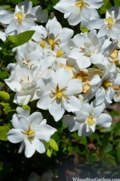 Snow Flurry Hardy Gardenia - 3 Gallon Pot 8 Snow Flurry Hardy Gardenia - 3 Gallon Pot -Garden Plants gardenia jasminoides snow flurry 2 1