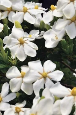Snow Girl Hardy Dwarf Gardenia - 3 Gallon Pot 9 Snow Girl Hardy Dwarf Gardenia - 3 Gallon Pot -Garden Plants gardenia jasminoides snow girl 1
