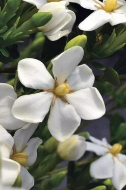 Snow Girl Hardy Dwarf Gardenia - 3 Gallon Pot 10 Snow Girl Hardy Dwarf Gardenia - 3 Gallon Pot -Garden Plants gardenia jasminoides snow girl 2