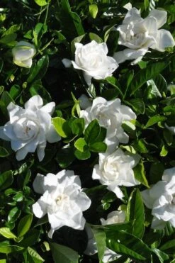 Snow Puff Hardy Gardenia - 3 Gallon Pot 7 Snow Puff Hardy Gardenia - 3 Gallon Pot -Garden Plants gardenia jasminoides snow puff 2