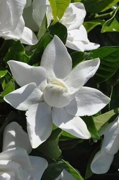 Summer Snow Gardenia - 3 Gallon Pot -Garden Plants gardenia jasminoides summer snow 5