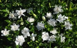 Summer Snow Gardenia - 3 Gallon Pot -Garden Plants gardenia jasminoides summer snow 9
