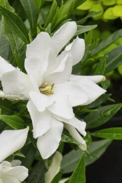 Radicans Creeping Dwarf Gardenia - 6 Pack Of 1 Gallon Pots -Garden Plants gardenia radicans 22 1