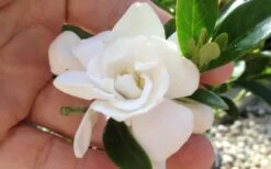 Jubilation Gardenia - 2 Gallon Pot -Garden Plants gardeniajubilation