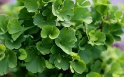 Jade Butterfly Dwarf Ginkgo Tree - 3 Gallon Pot 13 Jade Butterfly Dwarf Ginkgo Tree - 3 Gallon Pot -Garden Plants ginkgo biloba jade butterfly 1