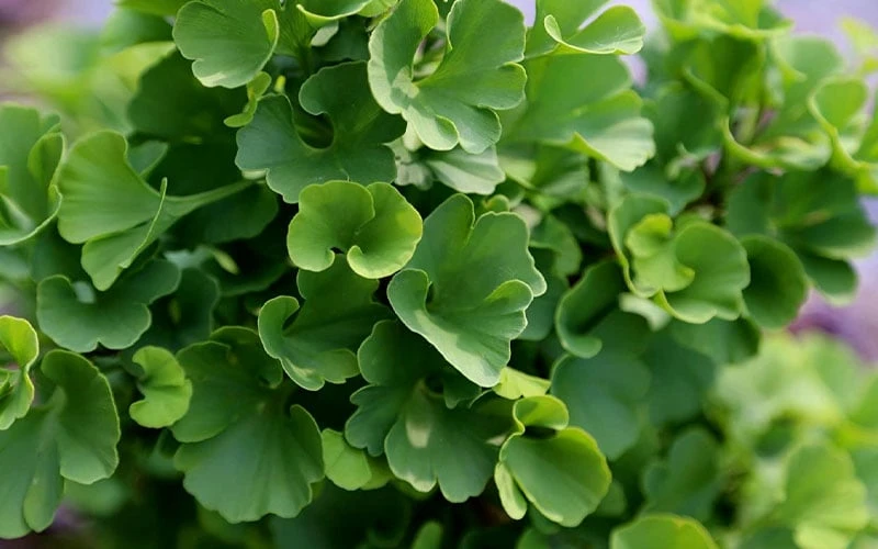 Jade Butterfly Dwarf Ginkgo Tree - 3 Gallon Pot 7 Jade Butterfly Dwarf Ginkgo Tree - 3 Gallon Pot - Image 7