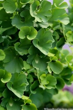 Jade Butterfly Dwarf Ginkgo Tree - 3 Gallon Pot 12 Jade Butterfly Dwarf Ginkgo Tree - 3 Gallon Pot -Garden Plants ginkgo biloba jade butterfly 3