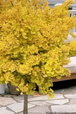 Mariken Dwarf Ginkgo Single Trunk Topiary Tree - 2 Gallon Pot -Garden Plants ginkgo biloba mariken single trunk topiary tree 1