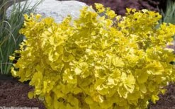 Troll Dwarf Ginkgo Tree - 2 Gallon Pot -Garden Plants ginkgo biloba troll dwarf maidenhair tree 4